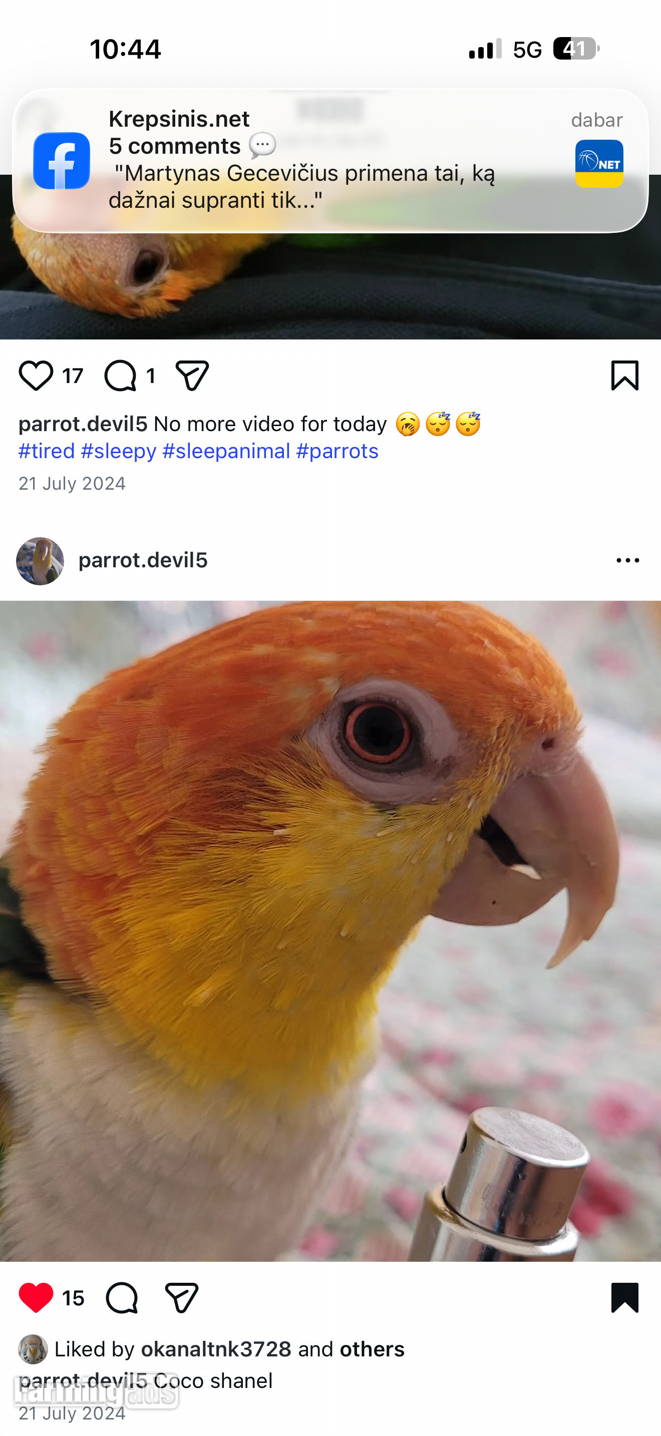 Beautiful Caique Parrot for Sale – Includes Cage - {CATEGORY}