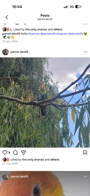 Beautiful Caique Parrot for Sale – Includes Cage