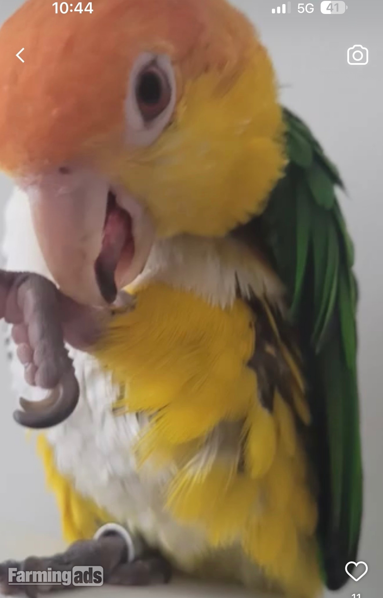 Beautiful Caique Parrot for Sale – Includes Cage - {CATEGORY}