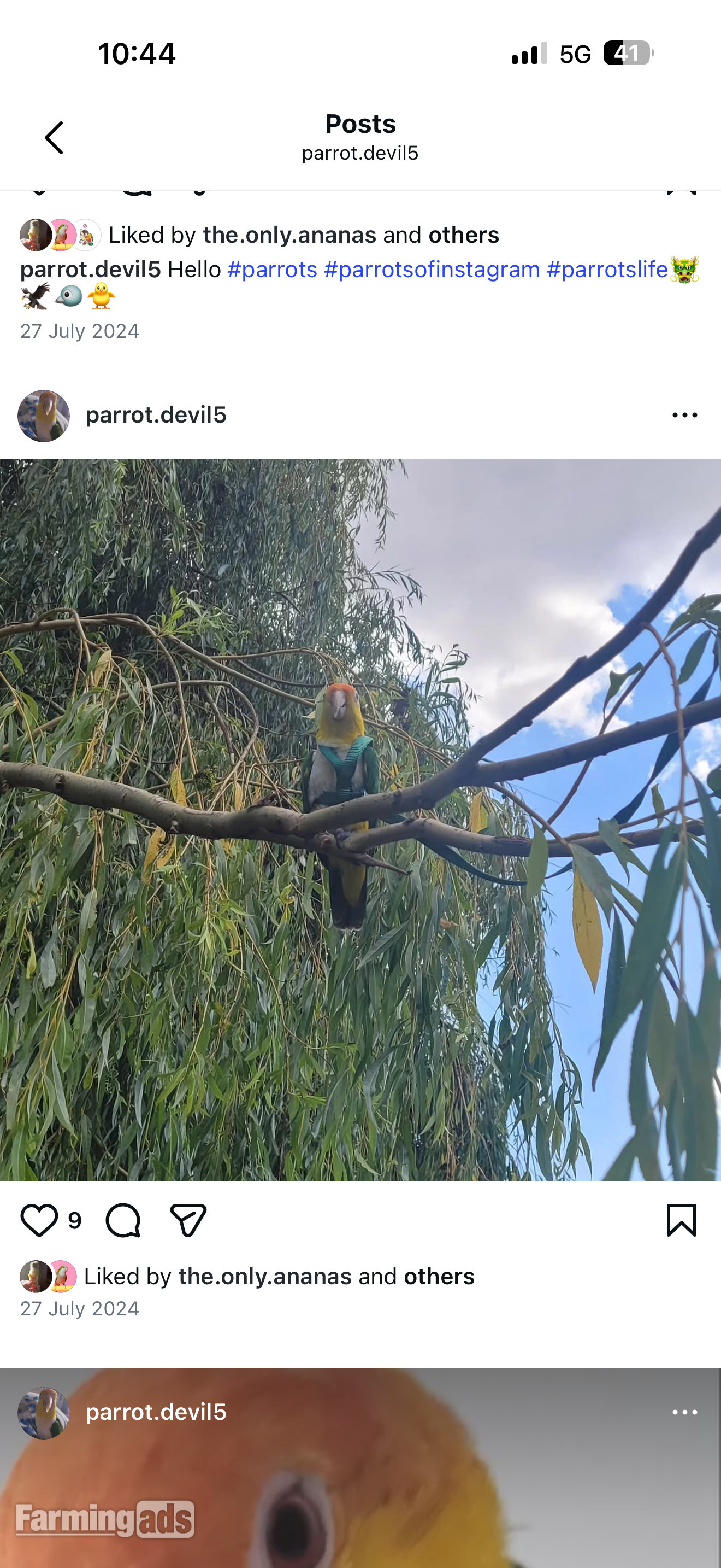 Beautiful Caique Parrot for Sale – Includes Cage 