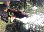 Male Harris Hawk 2025 bird 