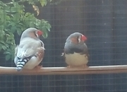 I have 4 Male Zebra finches for sale all in good condition and well looked after