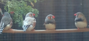 I have 4 Male Zebra finches for sale all in good condition and well looked after