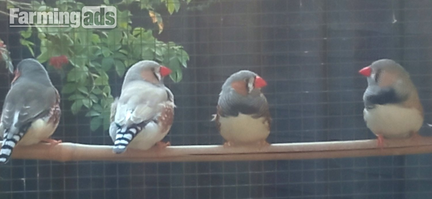 I have 4 Male Zebra finches for sale all in good condition and well looked after