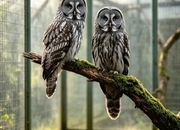 Pair of Great Grey owls 