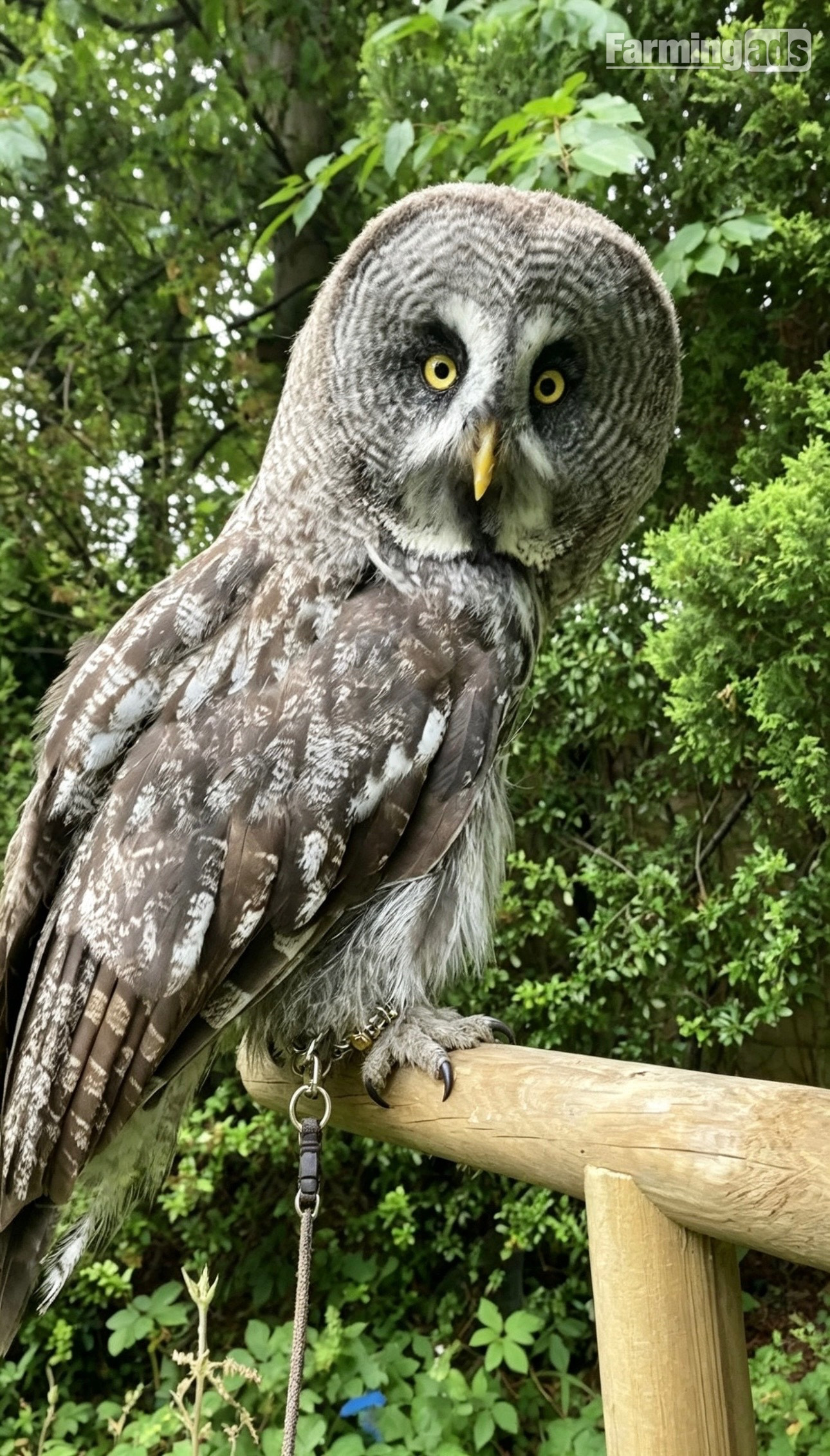 Pair of Great Grey owls 
