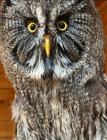Pair of Great Grey owls 