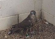 2026 Male Dark/Black Parent Reared Sakers   