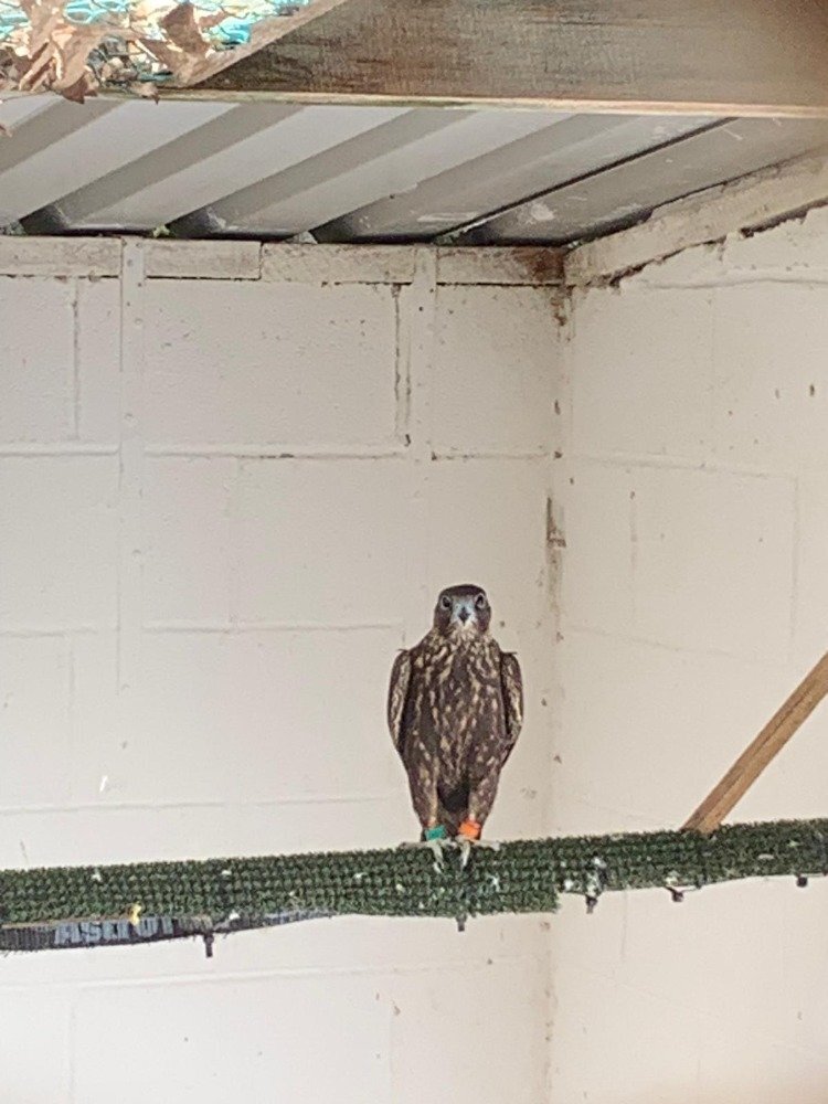 2026 Male Dark/Black Parent Reared Sakers   