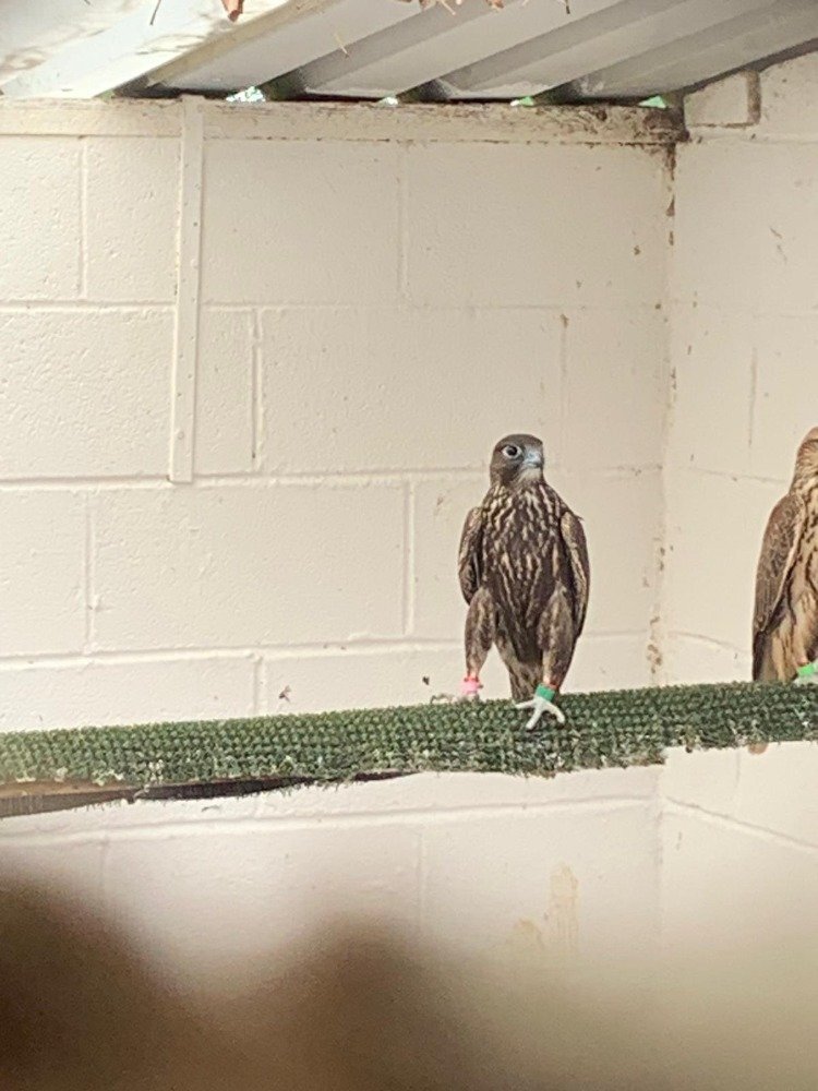  2026 Male Dark/Black Parent Reared Sakers   