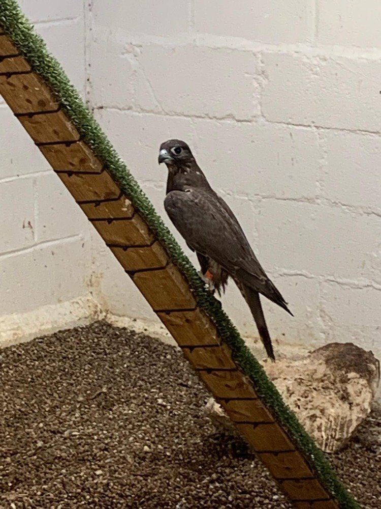 2026 Male Dark/Black Parent Reared Sakers    - {CATEGORY}