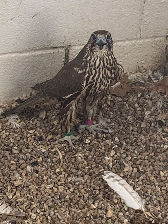 2026 Male Dark/Black Parent Reared Sakers   