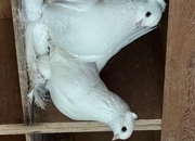 Fairy Swallows and Siberian Tumblers