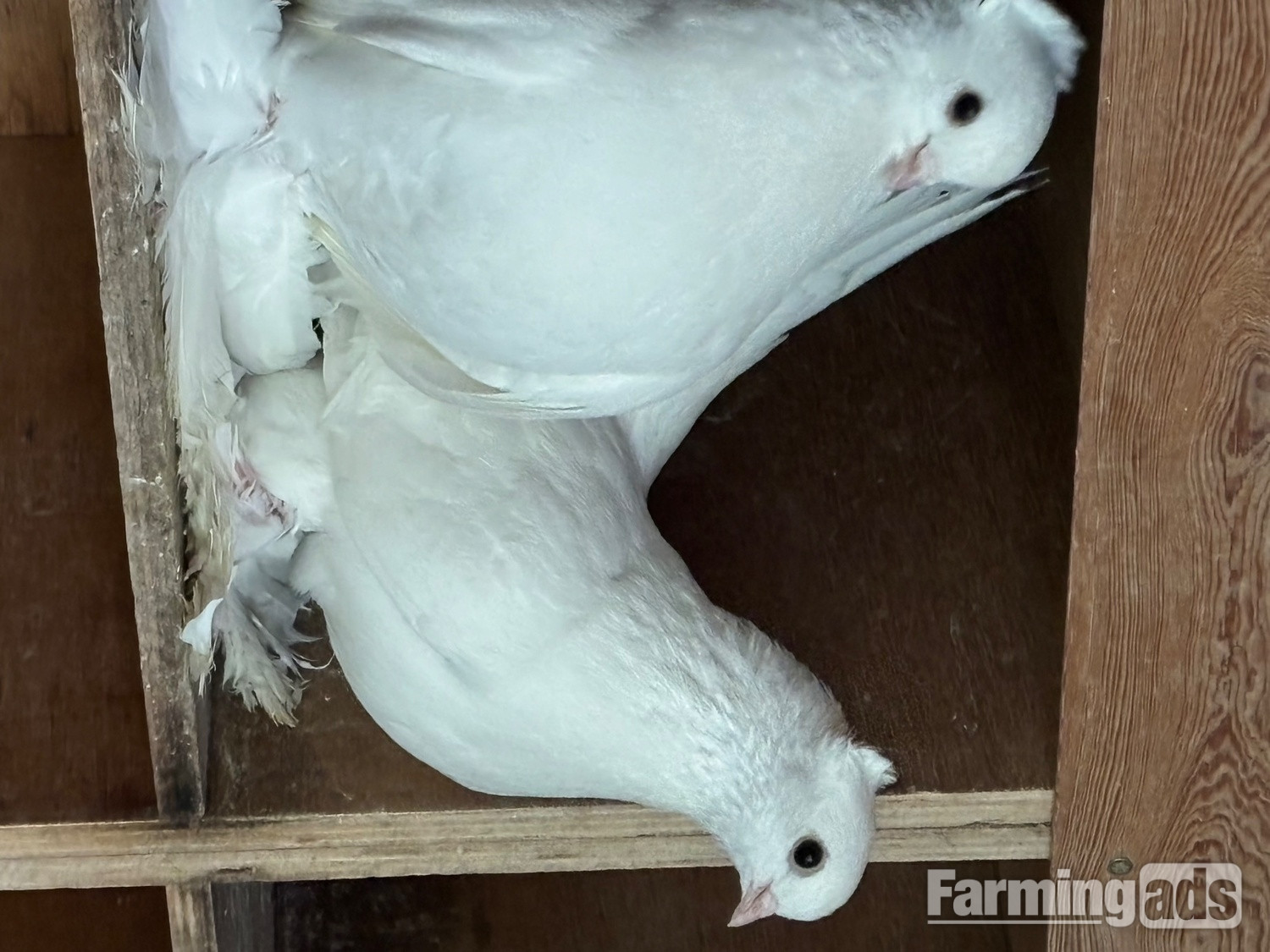Fairy Swallows and Siberian Tumblers