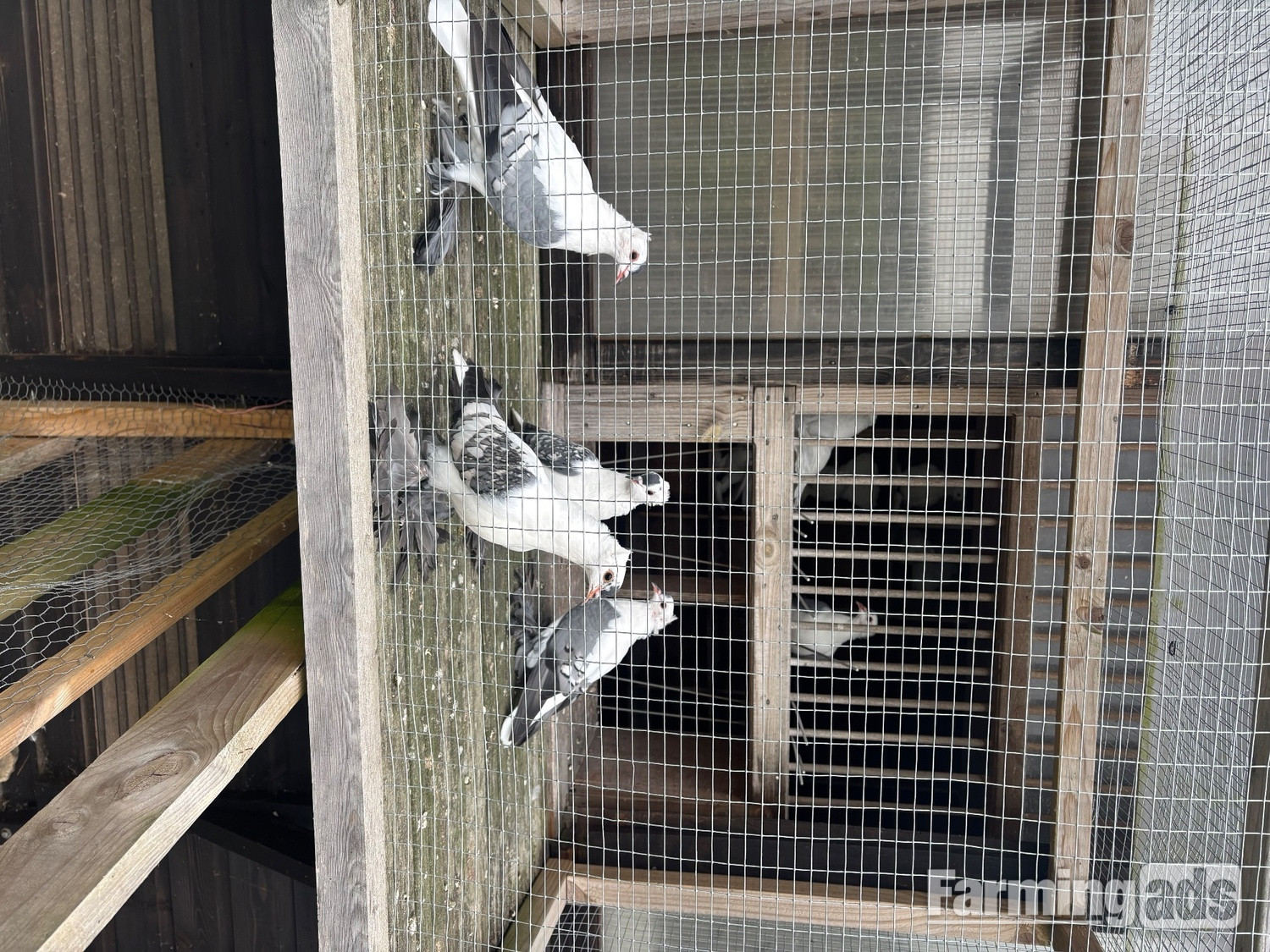 Fairy Swallows and Siberian Tumblers