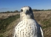 Hi looking for 2026 tercel peregrine or 2026 gyr saker 