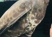 Male buzzard for sale 