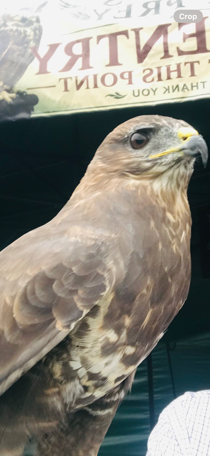 Male buzzard for sale 