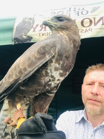 Male buzzard for sale 