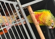 Friendly 7 month old conure 