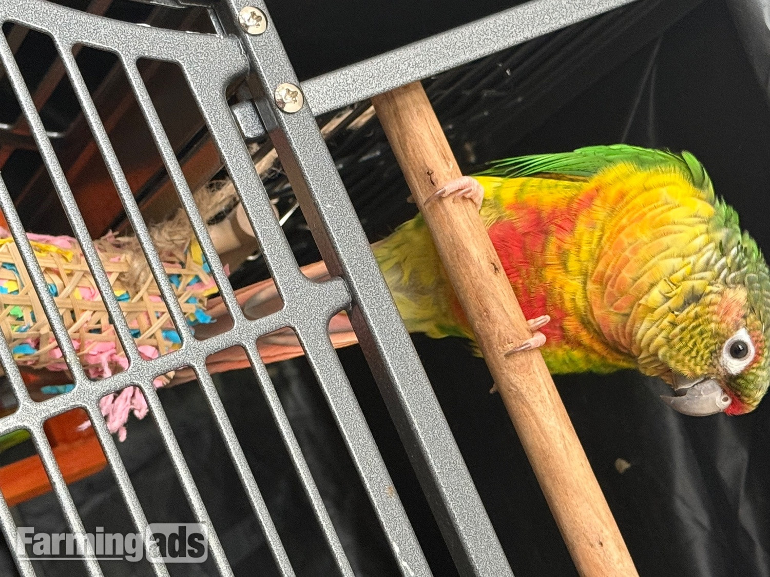 Friendly 7 month old conure 