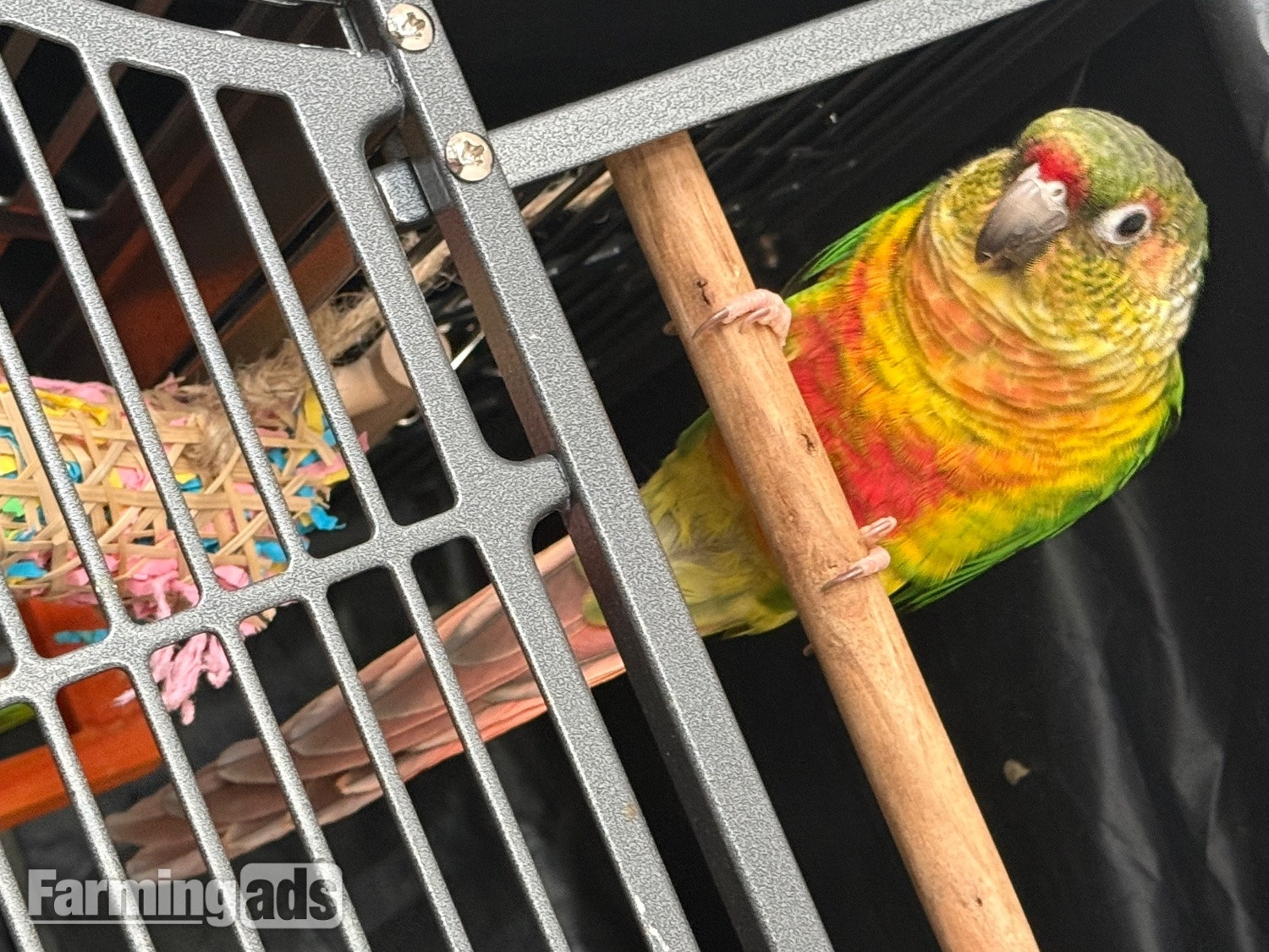 Friendly 7 month old conure 