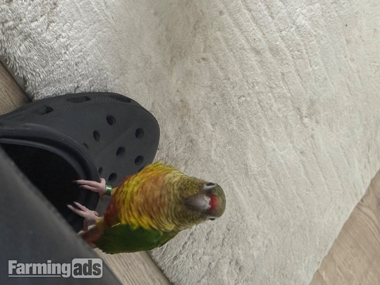  Friendly 7 month old conure 