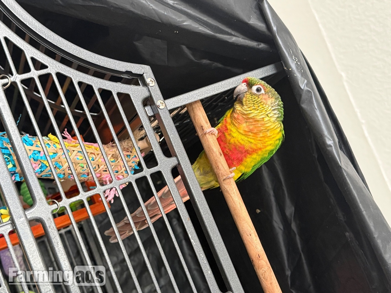 Friendly 7 month old conure  - {CATEGORY}