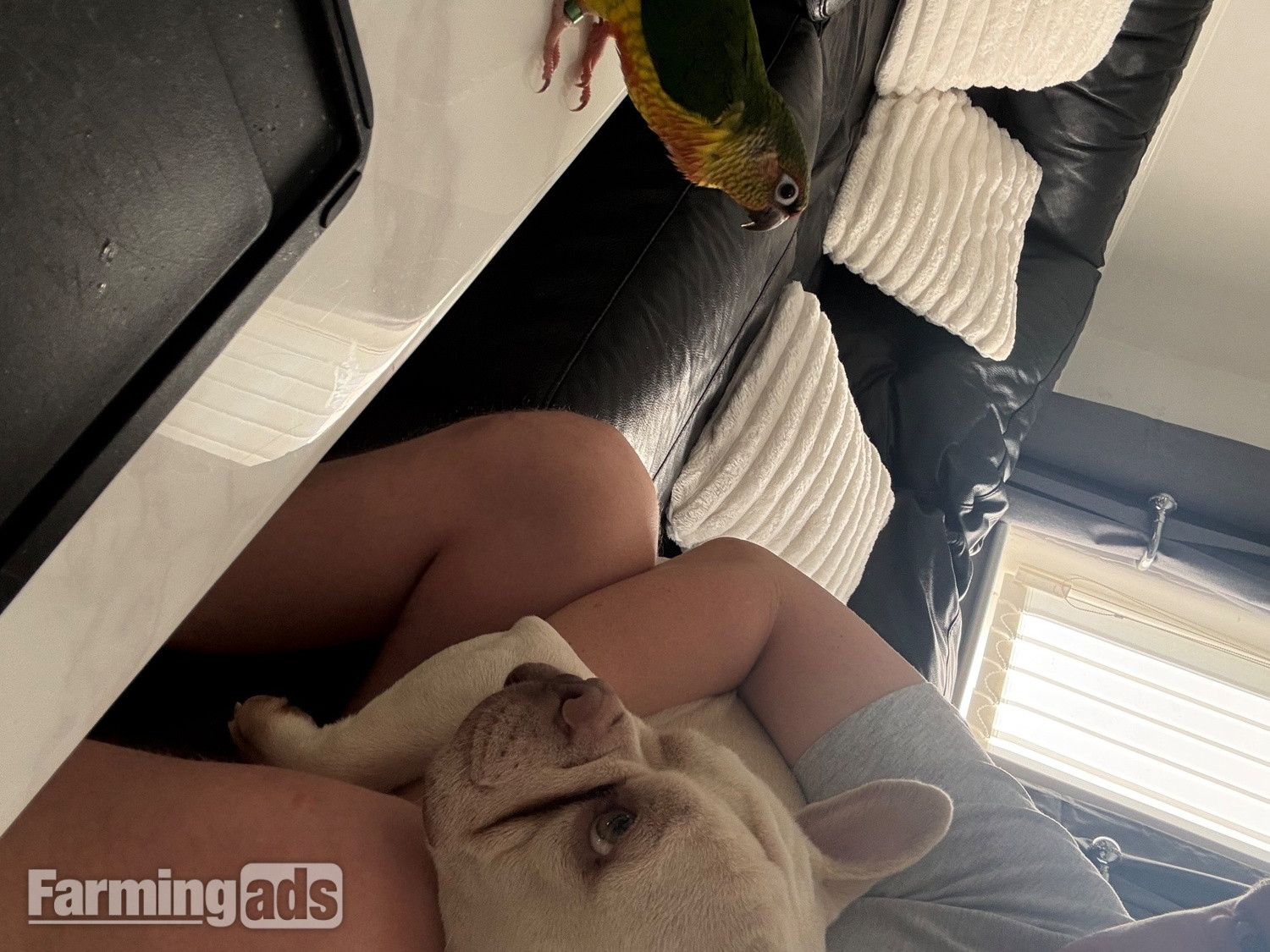 Friendly 7 month old conure  
