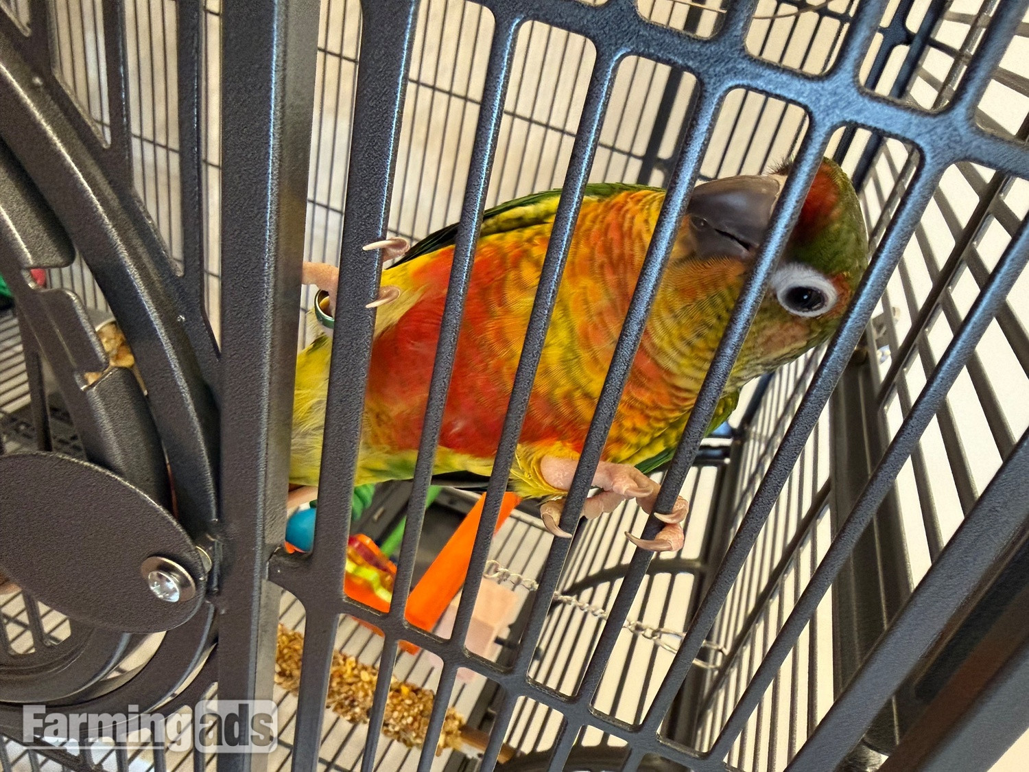 {CATEGORY} - Friendly 7 month old conure 
