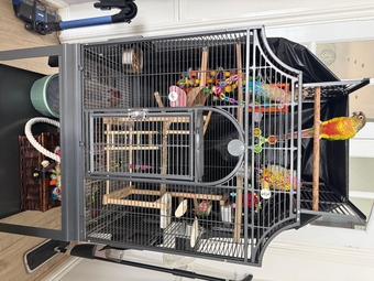 Friendly 7 month old conure 
