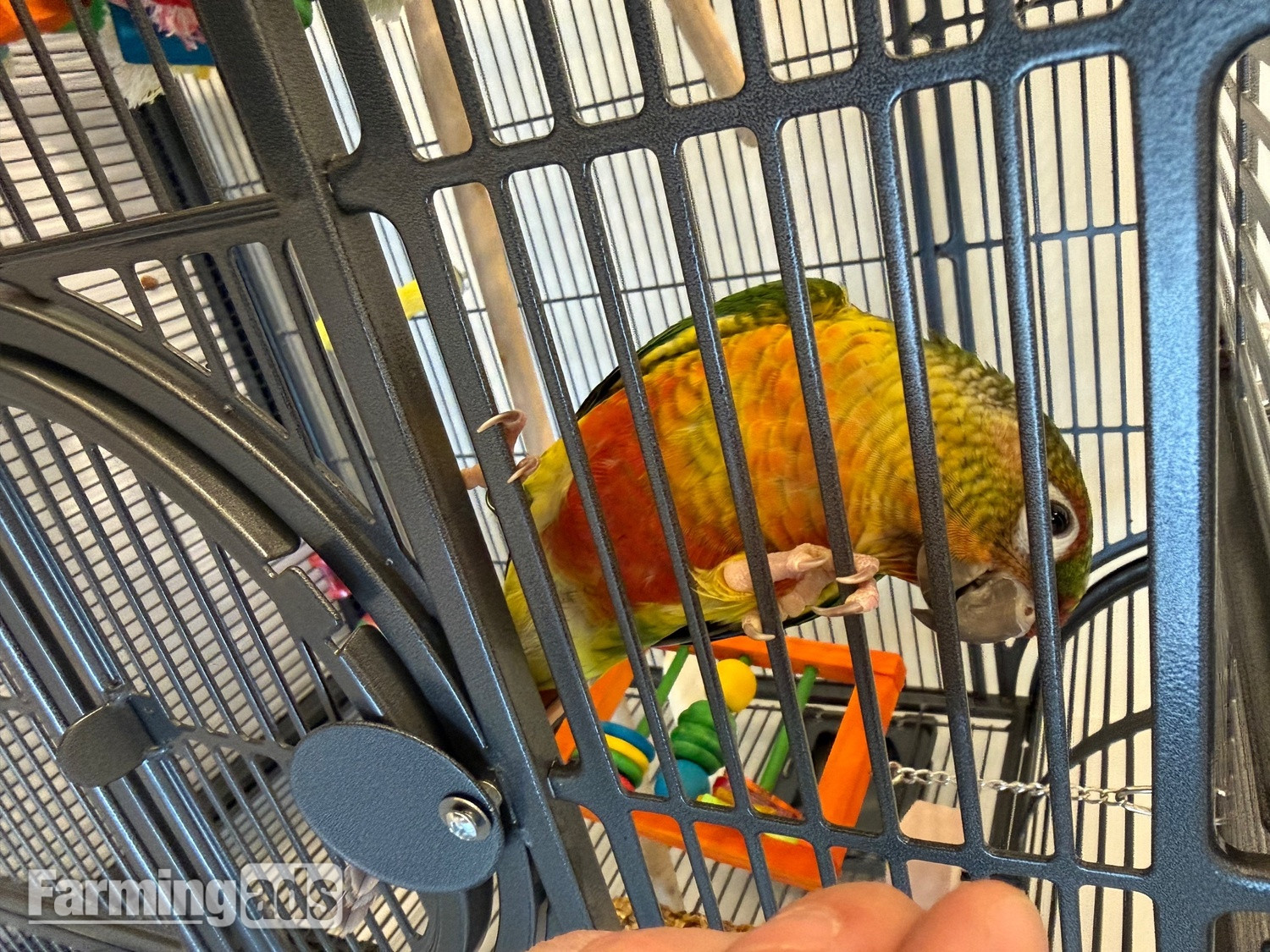 {CATEGORY} - Friendly 7 month old conure 