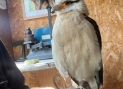 Yellow headed caracara 