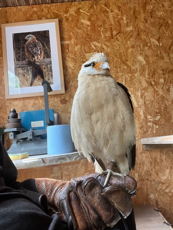 Yellow headed caracara 
