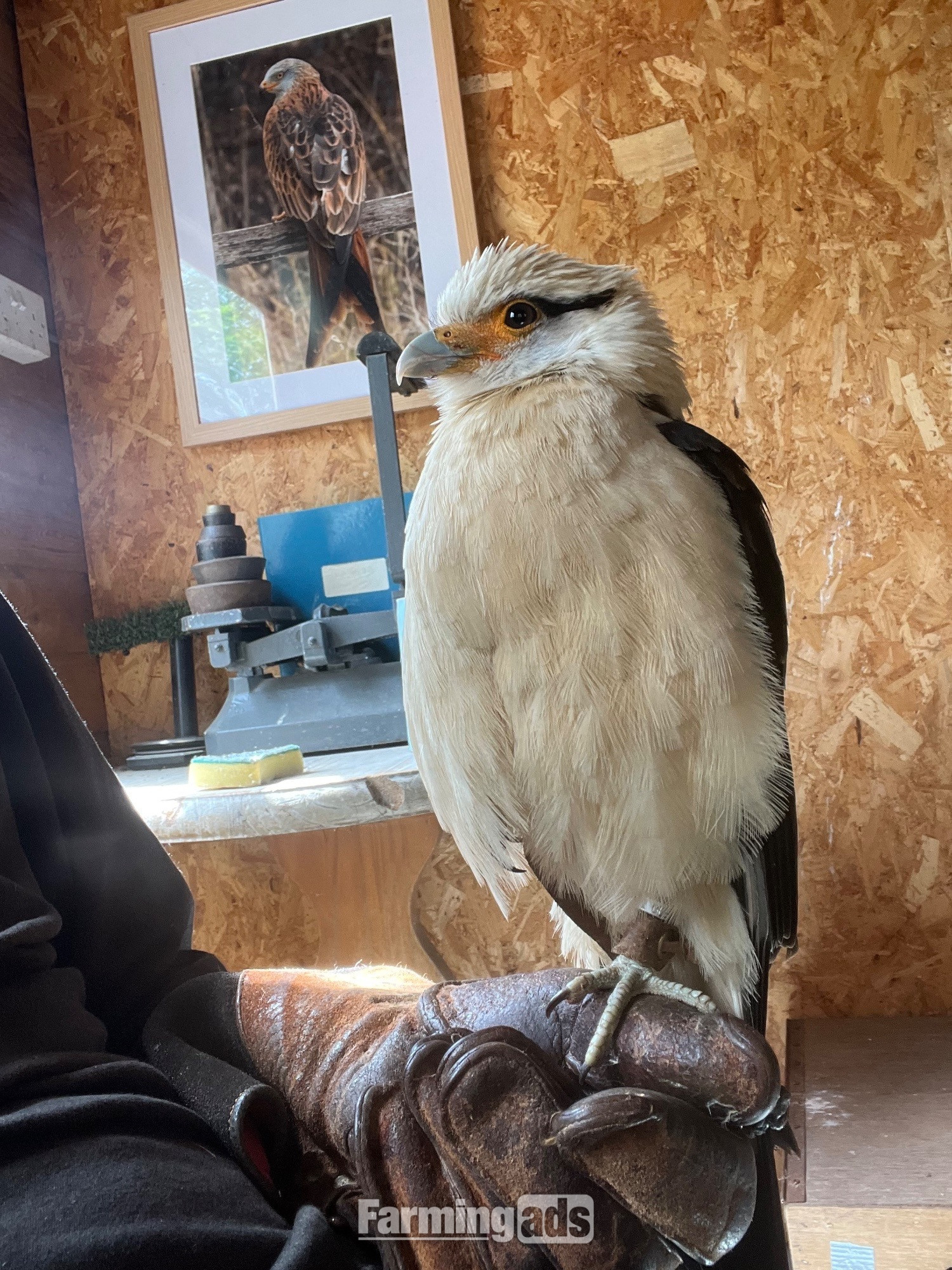 Yellow headed caracara 