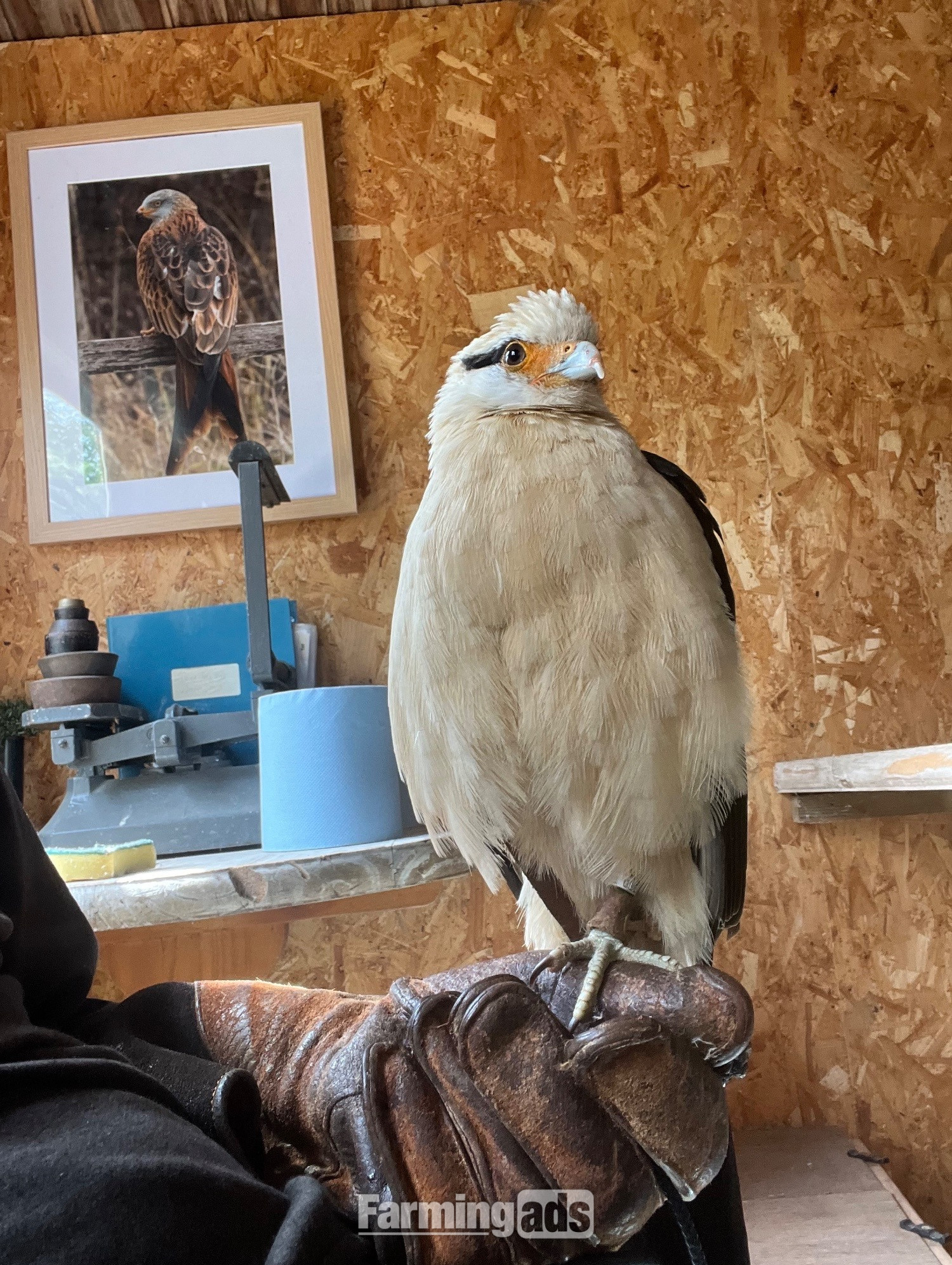 Yellow headed caracara 