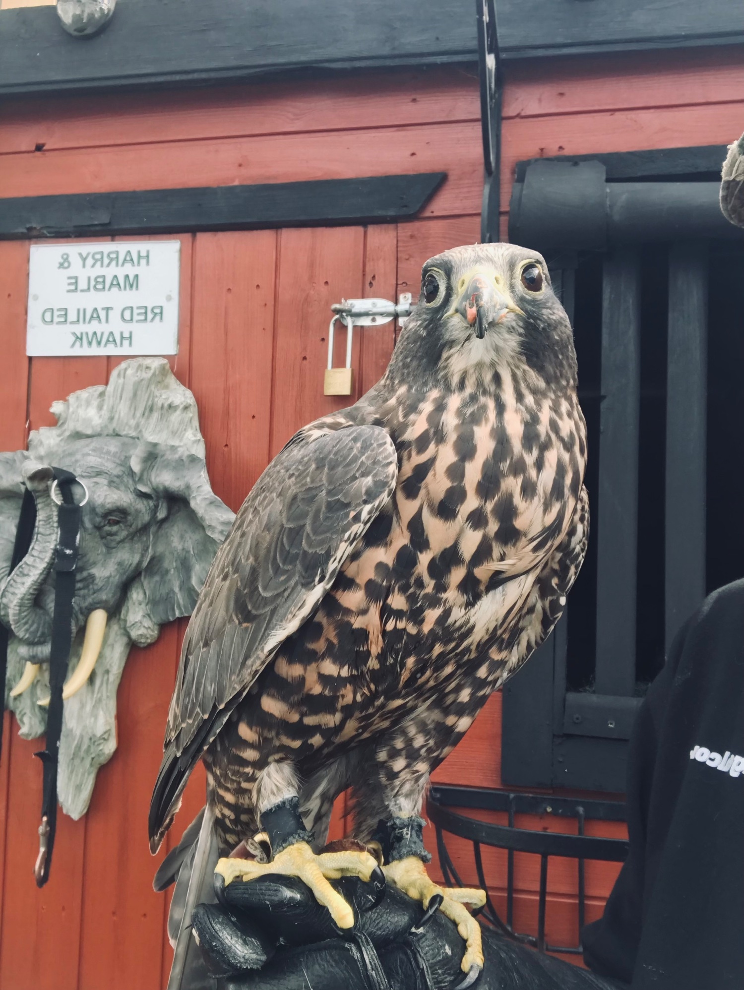 Beautiful dark female gyr/saker