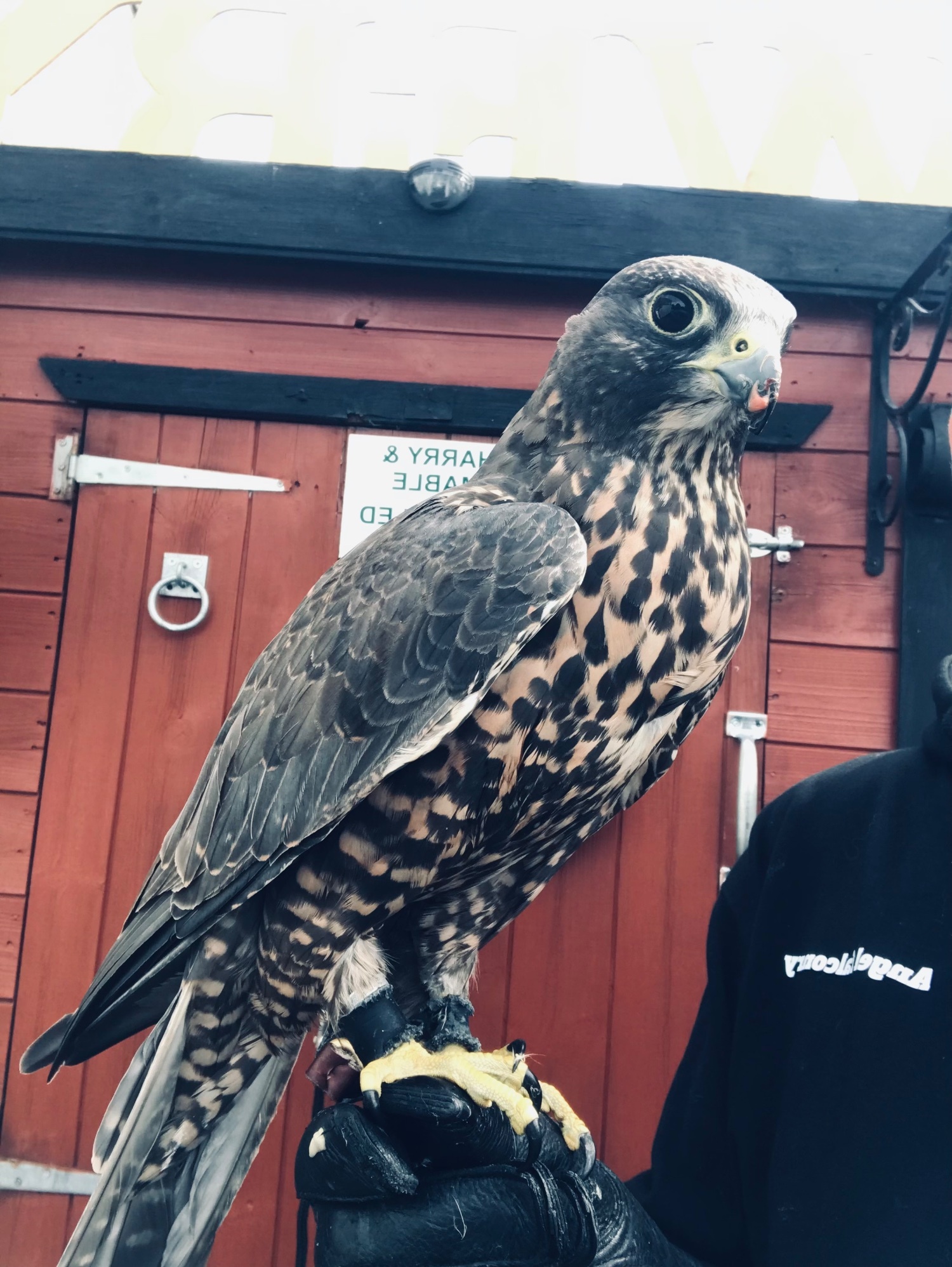  Beautiful dark female gyr/saker