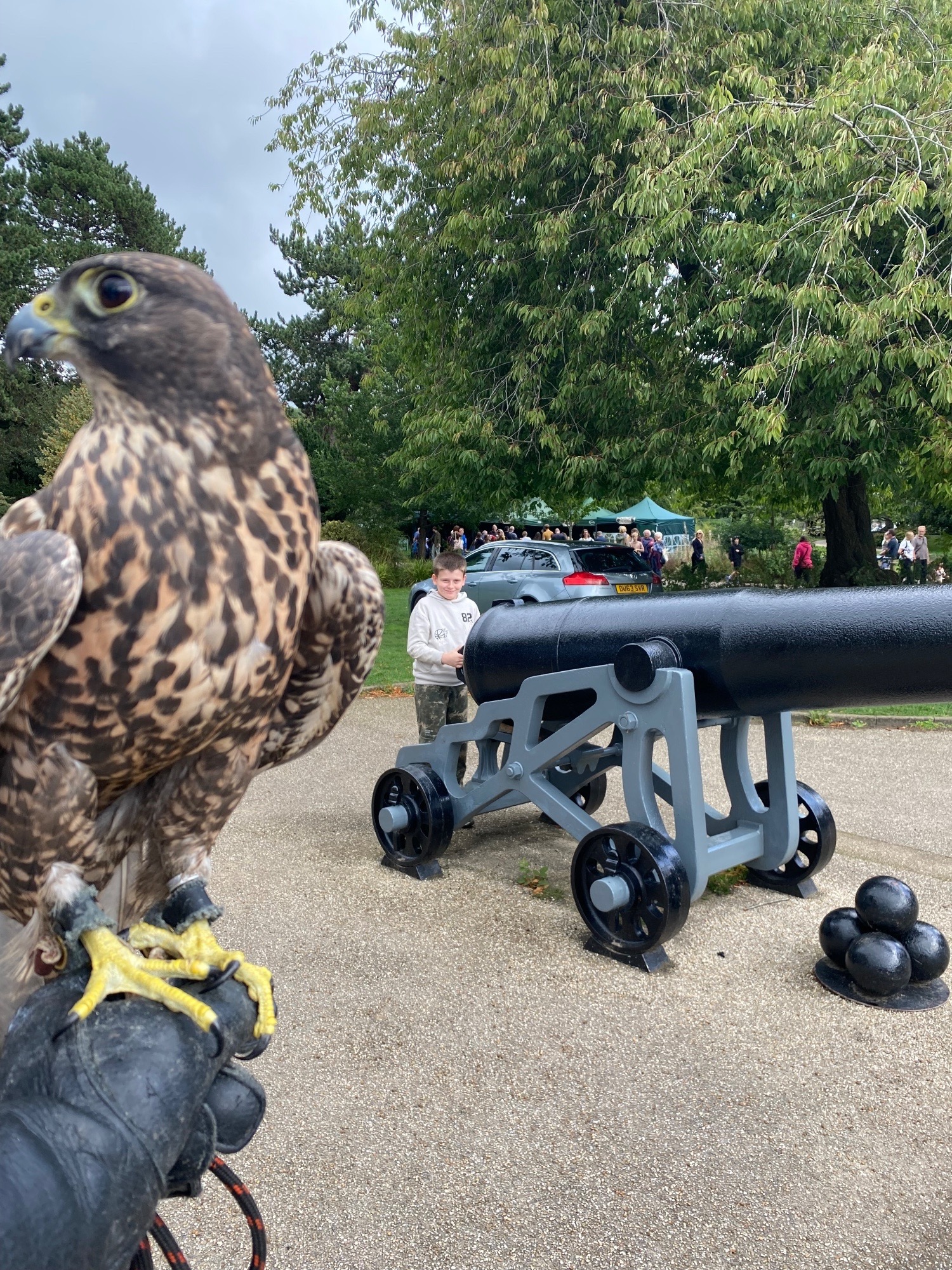 Beautiful dark female gyr/saker - {CATEGORY}