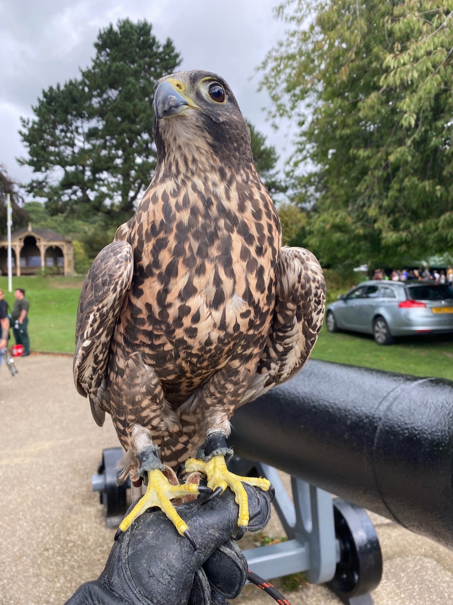 Beautiful dark female gyr/saker - {CATEGORY}