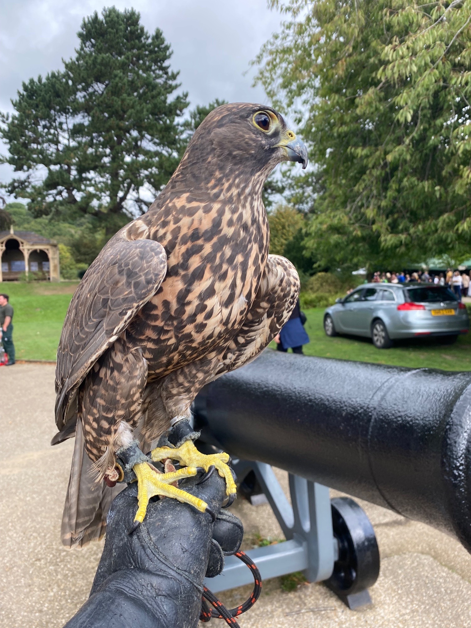 Beautiful dark female gyr/saker 
