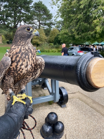 Beautiful dark female gyr/saker