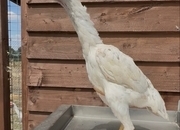 Splash o shamo pullet 