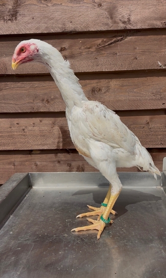 Splash o shamo pullet 