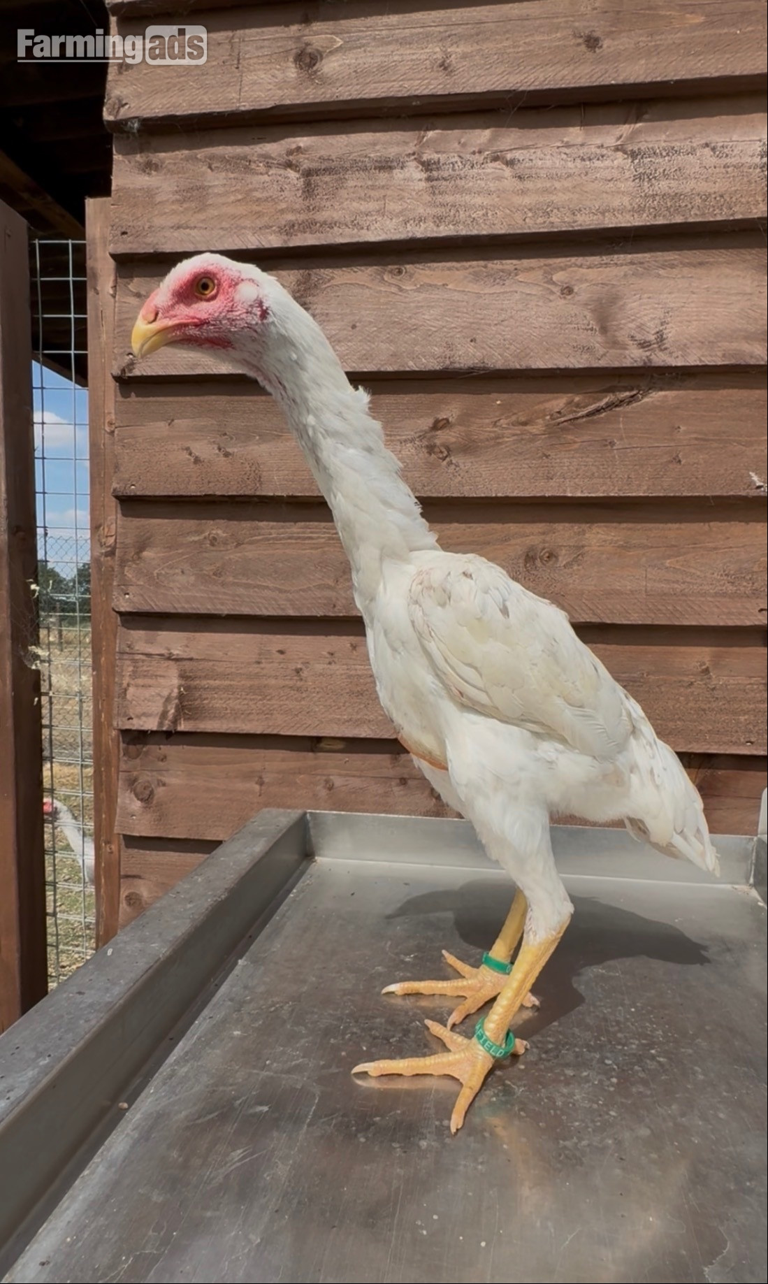 Splash o shamo pullet 