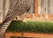 Gyr Falcons, male and females