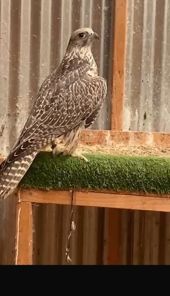 Gyr Falcons, male and females