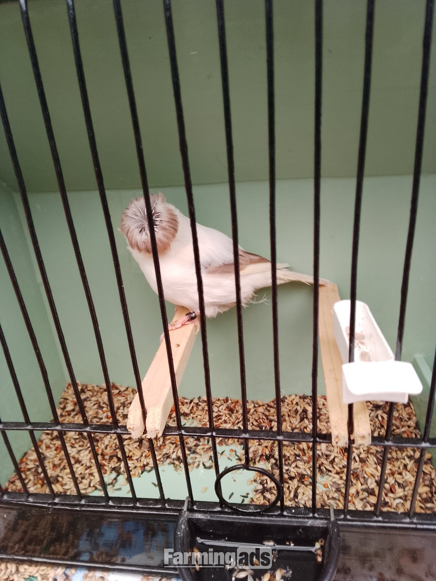 9 Gloster canaries plus 8 double wire breeders plus all equipment need to sell. - {CATEGORY}