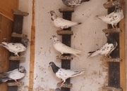 Pakistani Pigeons for sale 