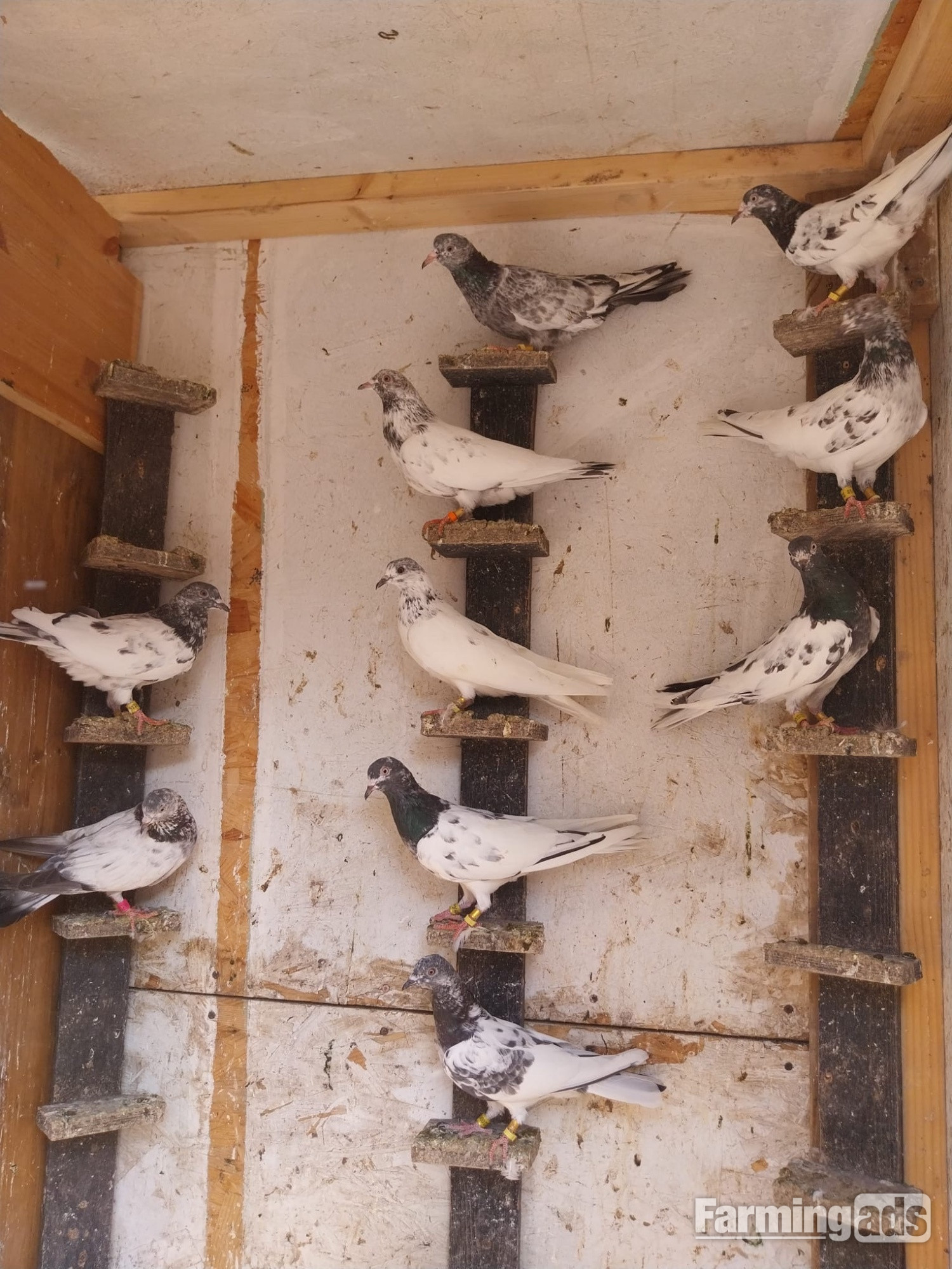 Pakistani Pigeons for sale 
